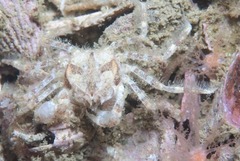 Hymenosoma orbiculare