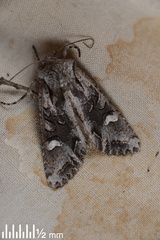 Ichneutica insignis