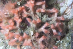 Margaretta levinseni