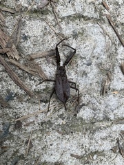 Telmatotrephes chinensis