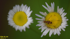 Phaneroptera nigroantennata