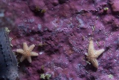 Allostichaster capensis