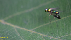 Condylostylus nebulosus