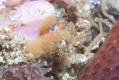 Achaeopsis spinulosa