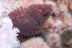 Alcyonidium nodosum