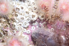 Notomegabalanus algicola