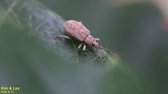 Cyphicerini
