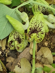 Aristolochia paecilantha