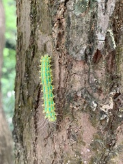 Saturnia pyretorum