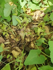 Aristolochia paecilantha