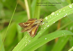 Parnara amalia