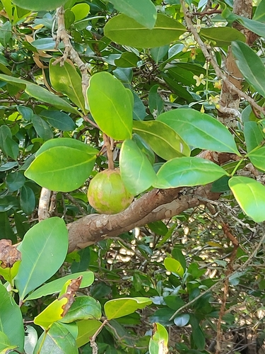Image of Xylocarpus granatum by (c) Tony van Kampen, some rights reserved (CC BY)