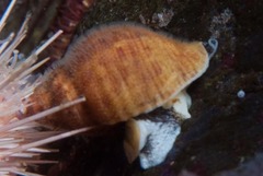 Nucella squamosa