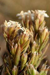 Pimelea suteri