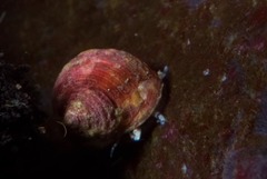 Cinysca dunkeri