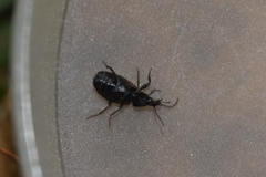 Panagaeus bipustulatus