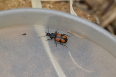 Panagaeus bipustulatus