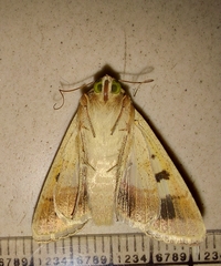 Helicoverpa armigera