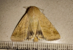 Helicoverpa armigera