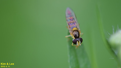 Sphaerophoria menthastri