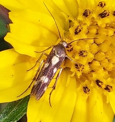 Eretmocera impactella