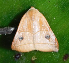 Hondryches phalaeniformis