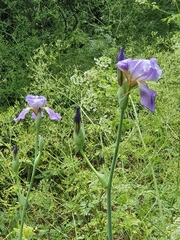 Iris mesopotamica