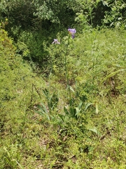 Iris mesopotamica