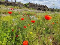 Papaver rhoeas