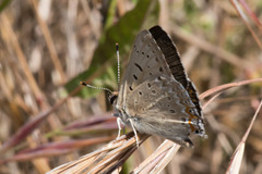 Tharsalea xanthoides