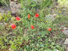 Papaver rhoeas