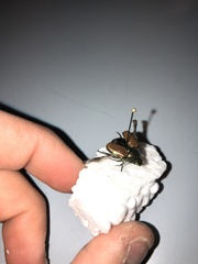 Popillia japonica