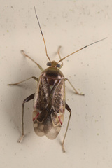 Diomocoris