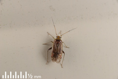 Diomocoris
