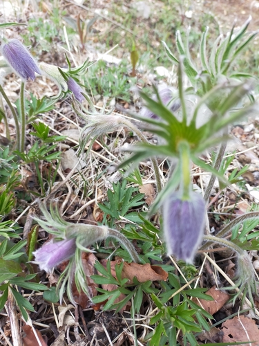 Image of Pulsatilla dahurica by no rights reserved