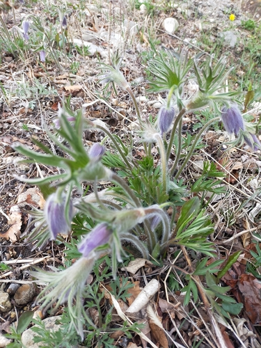 Image of Dahurian Pasqueflower (Pulsatilla dahurica) by no rights reserved