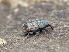 Mecinus labilis