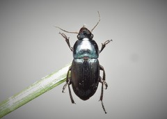 Harpalus dimidiatus
