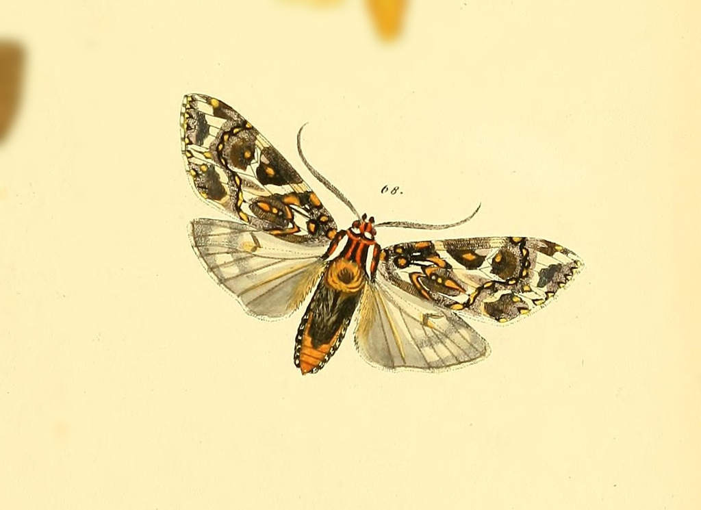 Phaegoptera histrionica