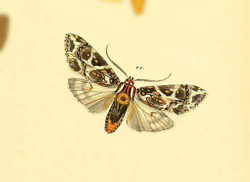 Phaegoptera histrionica