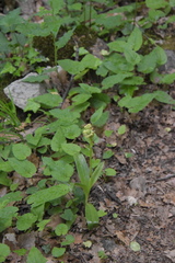 Dactylorhiza sambucina