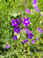 Legousia speculum-veneris