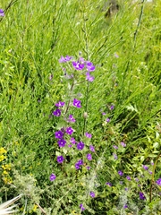 Legousia speculum-veneris