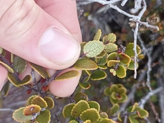 Gaultheria colensoi
