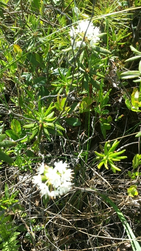 Rusty Labrador-tea (Rhododendron groenlandicum)