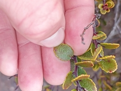 Gaultheria colensoi