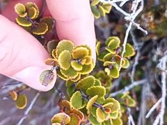 Gaultheria colensoi