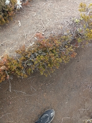 Gaultheria colensoi