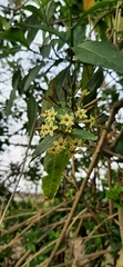 Angiospermae