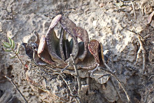 Gasteria brachyphylla